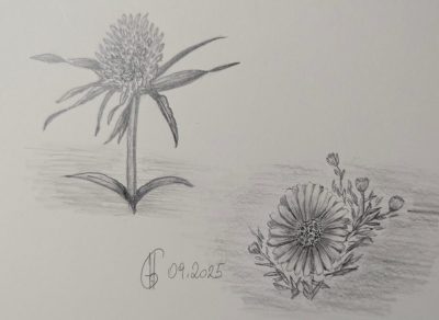 Zwei Blüten
